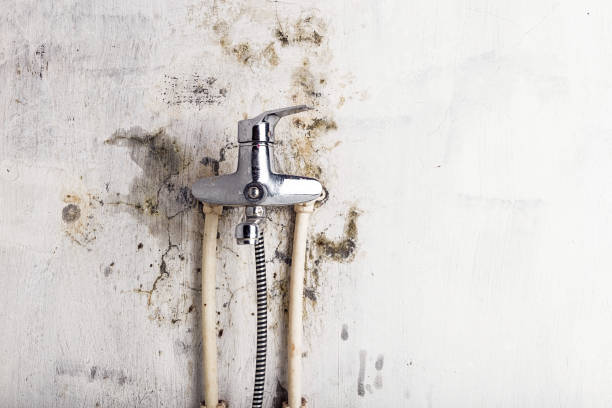 Best Post-Flood Mold Remediation in Bridgeton, MO