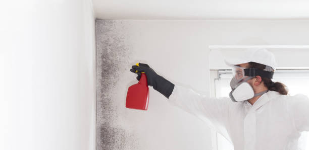 Best HVAC Mold Remediation in Bridgeton, MO