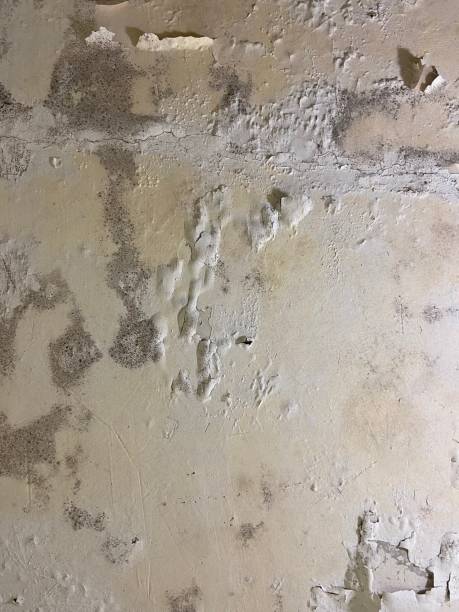 Best Black Mold Remediation in Bridgeton, MO