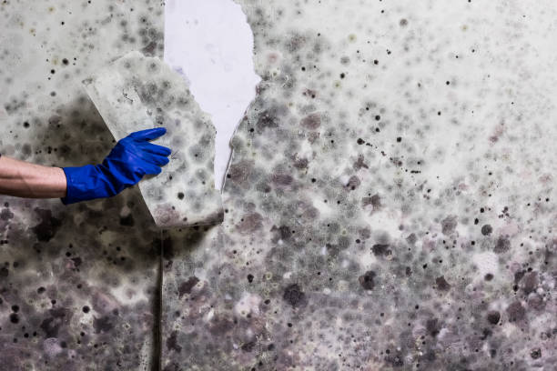 Best Residential Mold Remediation in Bridgeton, MO
