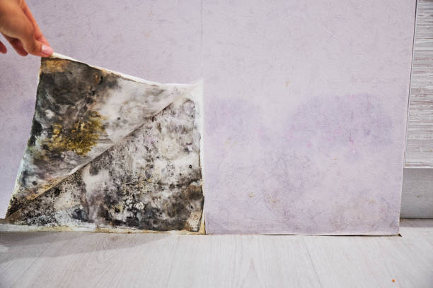 Best Basement Mold Remediation in Bridgeton, MO